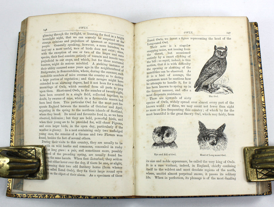 A Familiar History of Birds, Edward Stanley, 1890