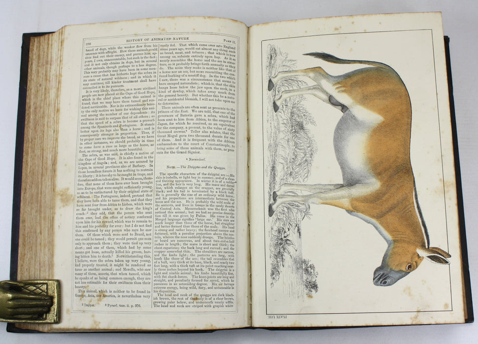 A History of The Earth and Animated Nature, Oliver Goldsmith, Baron Cuvier, Washington Irving, Vol. 1, c. 1845