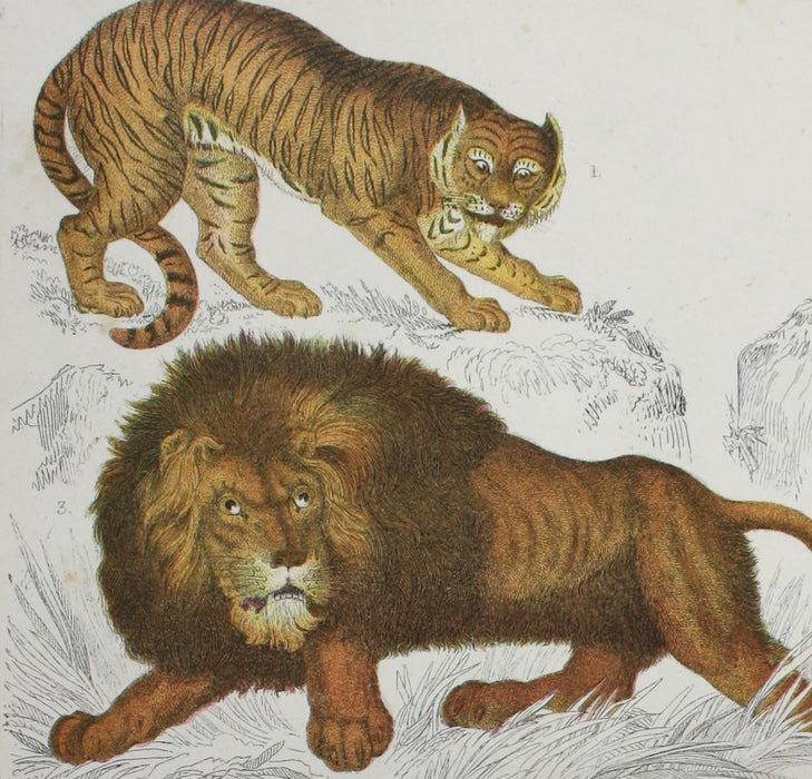 A History of The Earth and Animated Nature, Oliver Goldsmith, Baron Cuvier, Washington Irving, Vol. 1, c. 1845