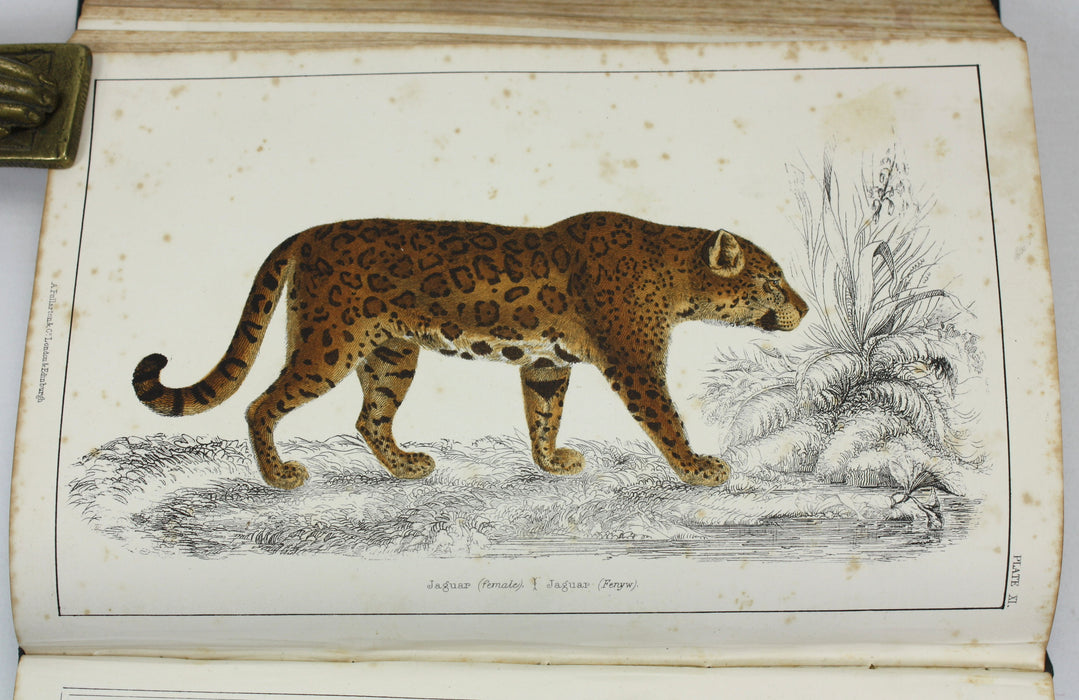 A History of The Earth and Animated Nature, Oliver Goldsmith, Baron Cuvier, Washington Irving, Vol. 1, c. 1845