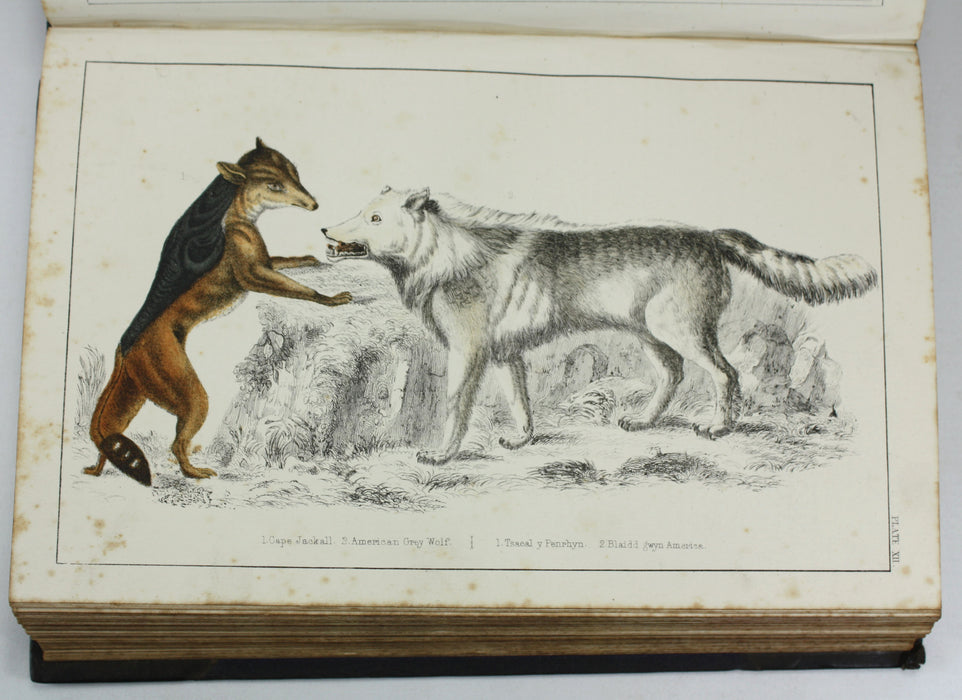 A History of The Earth and Animated Nature, Oliver Goldsmith, Baron Cuvier, Washington Irving, Vol. 1, c. 1845