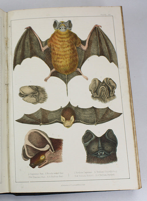 A History of The Earth and Animated Nature, Oliver Goldsmith, Baron Cuvier, Washington Irving, Vol. 1, c. 1845