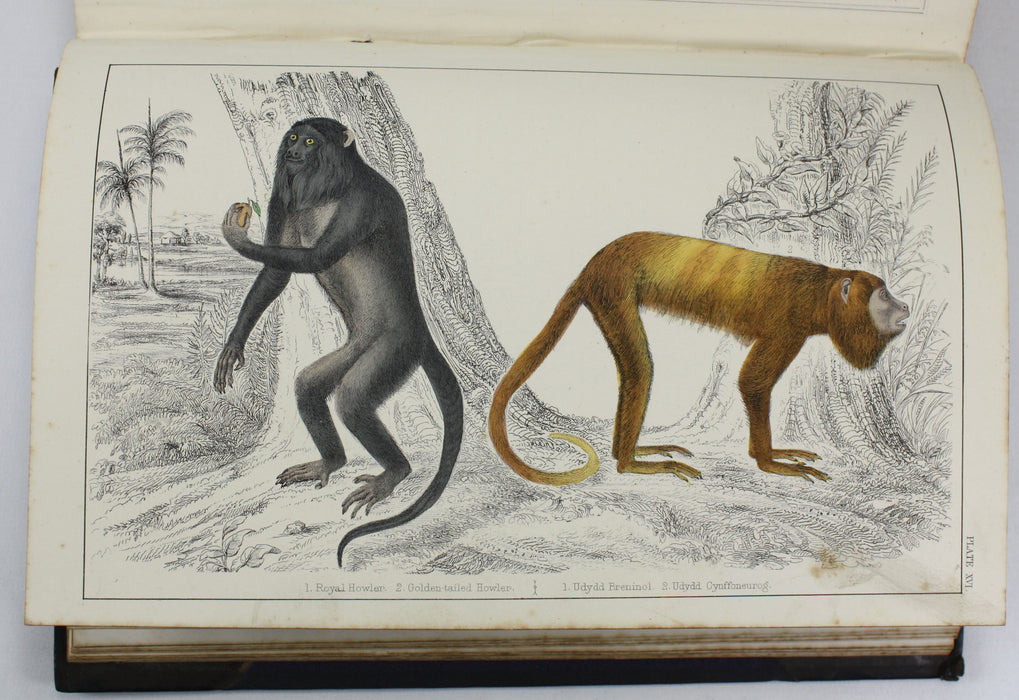 A History of The Earth and Animated Nature, Oliver Goldsmith, Baron Cuvier, Washington Irving, Vol. 1, c. 1845