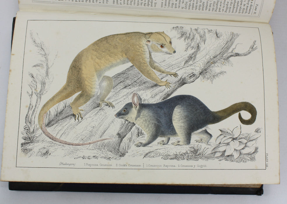 A History of The Earth and Animated Nature, Oliver Goldsmith, Baron Cuvier, Washington Irving, Vol. 1, c. 1845