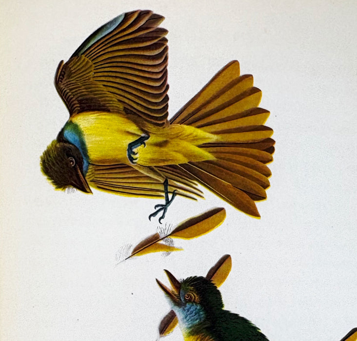Audubon by Constance Rourke, With 12 colored plates from original Audubon prints, 1936 first edition