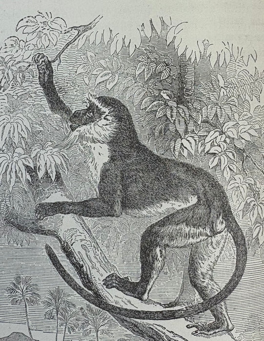 Charles Darwin; The Descent of Man and Selection in Relation to Sex, John Murray, 1888, Second edition, 22nd Thousand