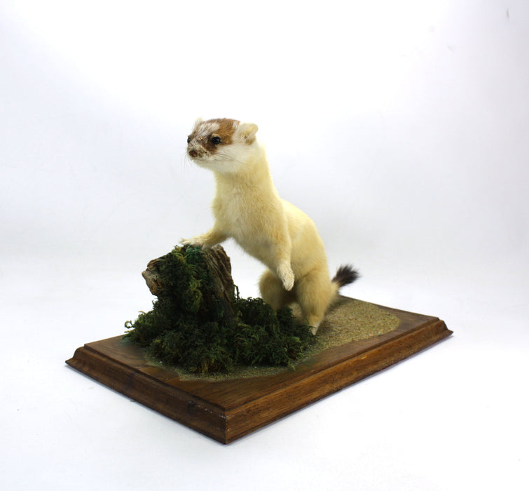 Ermine Stoat on Wood & Moss Plinth, Taxidermy Specimen