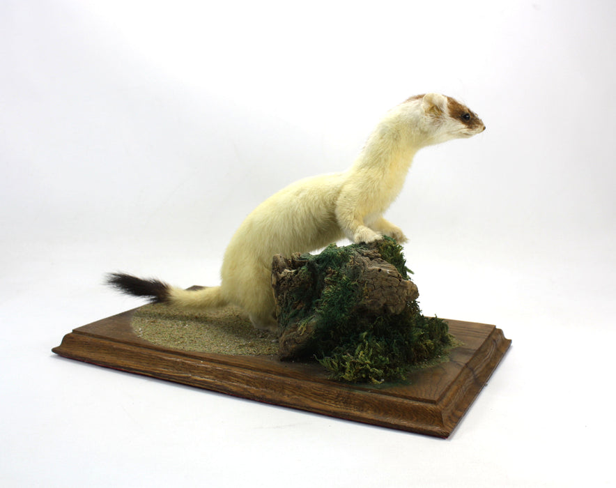 Ermine Stoat on Wood & Moss Plinth, Taxidermy Specimen