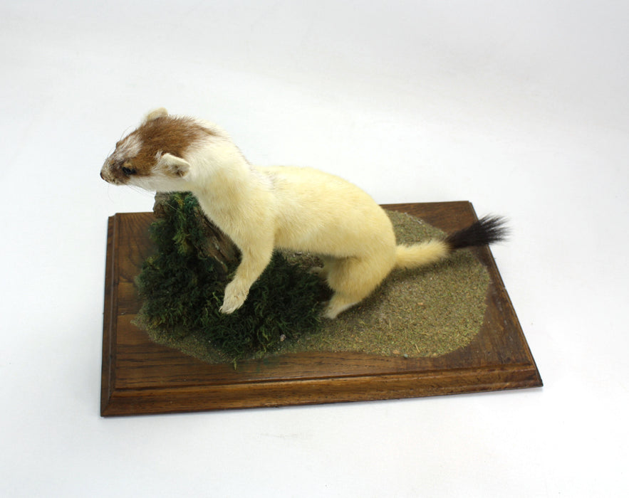 Ermine Stoat on Wood & Moss Plinth, Taxidermy Specimen