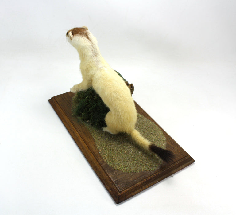 Ermine Stoat on Wood & Moss Plinth, Taxidermy Specimen