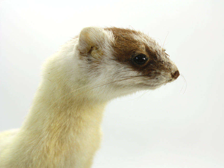 Ermine Stoat on Wood & Moss Plinth, Taxidermy Specimen