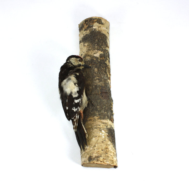 Lesser Spotted Woodpecker Taxidermy Bird Specimen on Silver Birch