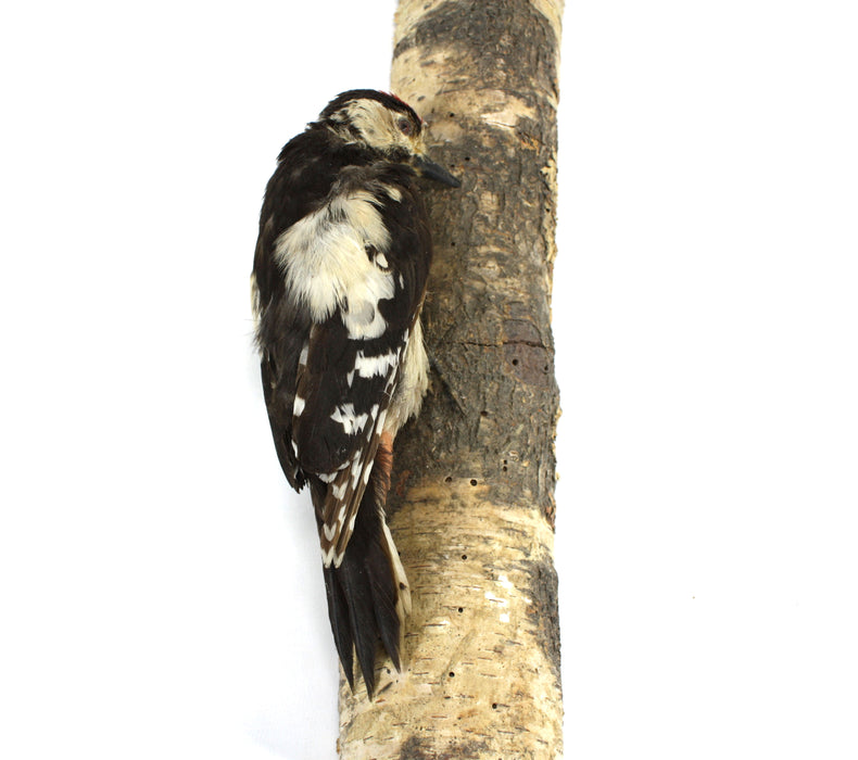 Lesser Spotted Woodpecker Taxidermy Bird Specimen on Silver Birch