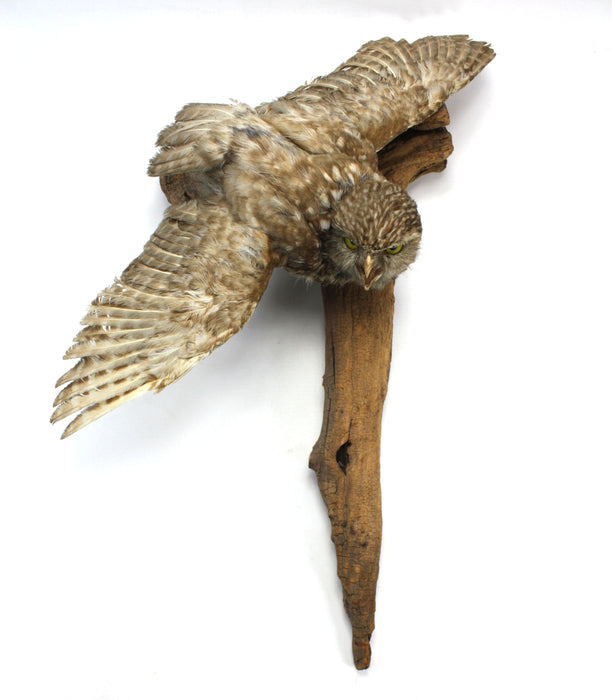 Little Owl Taxidermy Bird Specimen with wall mount fitting