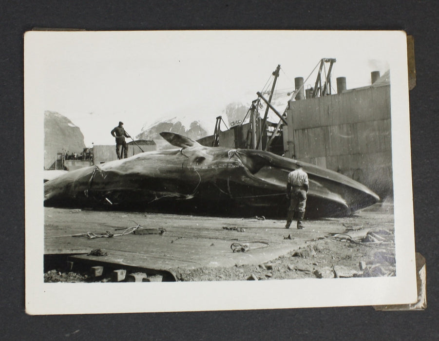 Original 1940s Vintage Photo Album of Seaman William John Reginald Brown - Whaling interest, Falkland Islands