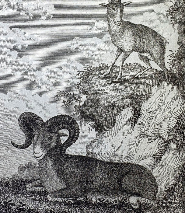 The Bee, or Literary Weekly Intelligencer, James Anderson, Volume Sixteenth, 1793, Edinburgh