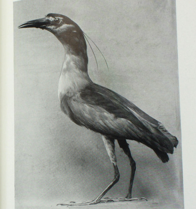 The Birds of Dumfriesshire, Hugh S. Gladstone, Numbered Limited Edition, 1910