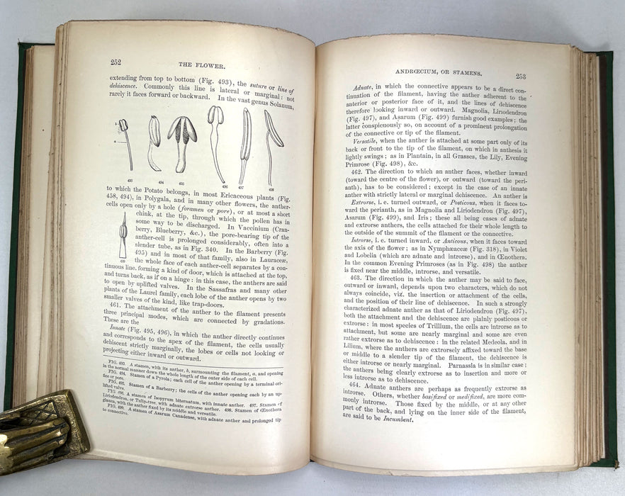 The Botanical Text-Book; Part I; Structural Botany or Organography on the Basis of Morphology, Asa Gray, 1880