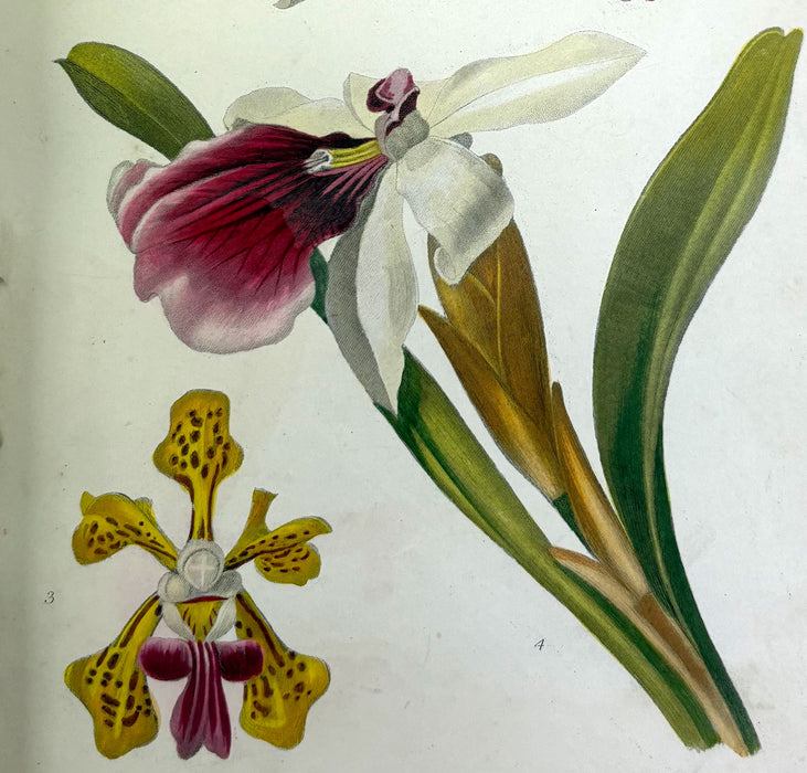 The Gardener's Assistant; Practical and Scientific. A Guide to the Formation and Management of the Kitchen, Fruit, and Flower Garden, Robert Thompson, 1859
