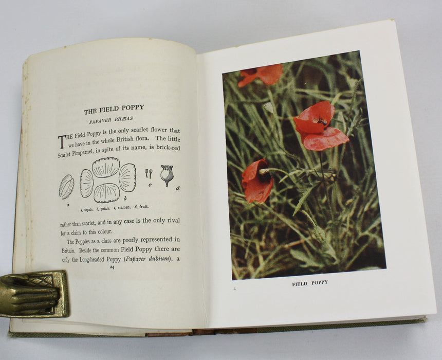 Wild Flowers as they Grow, H. Essenhigh Corke, G. Clarke Nuttall, 1912