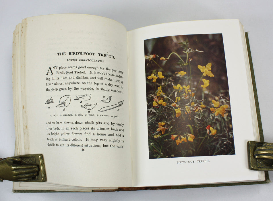 Wild Flowers as they Grow, H. Essenhigh Corke, G. Clarke Nuttall, 1912