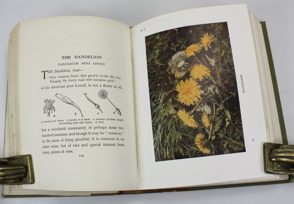 Wild Flowers as they Grow, H. Essenhigh Corke, G. Clarke Nuttall, 1912
