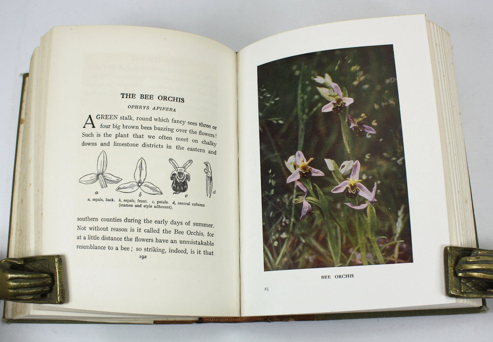 Wild Flowers as they Grow, H. Essenhigh Corke, G. Clarke Nuttall, 1912
