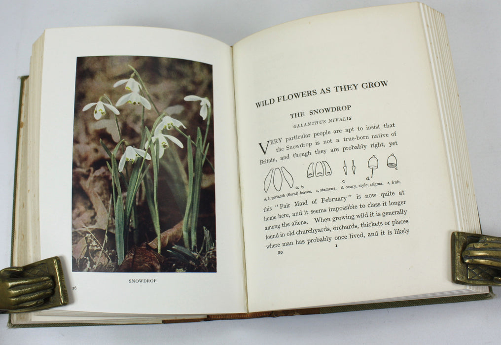 Wild Flowers as they Grow, H. Essenhigh Corke, G. Clarke Nuttall, 1912