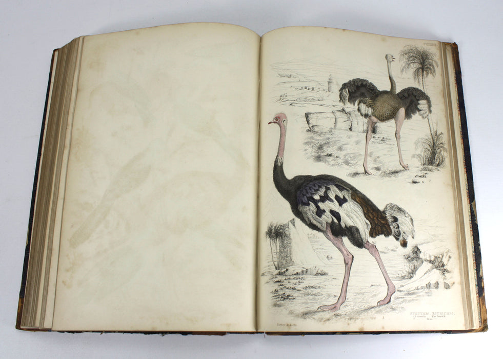 The Edinburgh Journal of Natural History, The Animal Kingdom of Baron Cuvier, 1835-1839, William Macgillivray