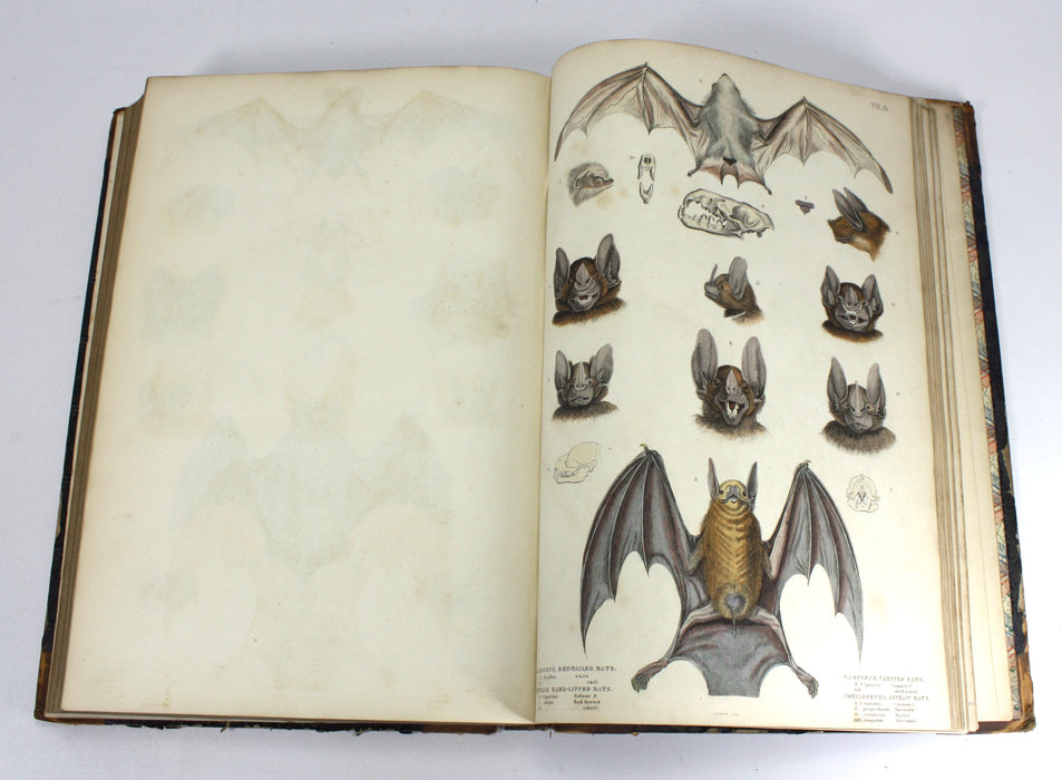 The Edinburgh Journal of Natural History, The Animal Kingdom of Baron Cuvier, 1835-1839, William Macgillivray
