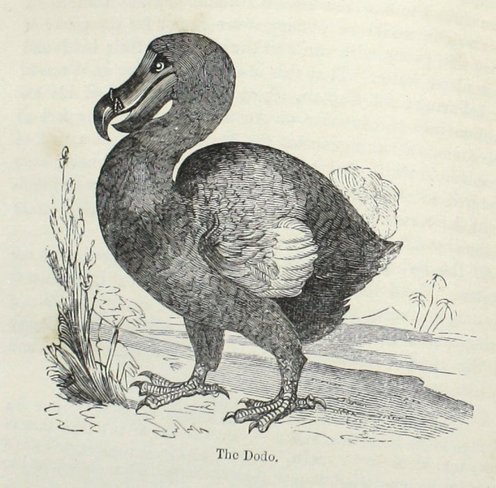 A Familiar History of Birds, Edward Stanley, 1890
