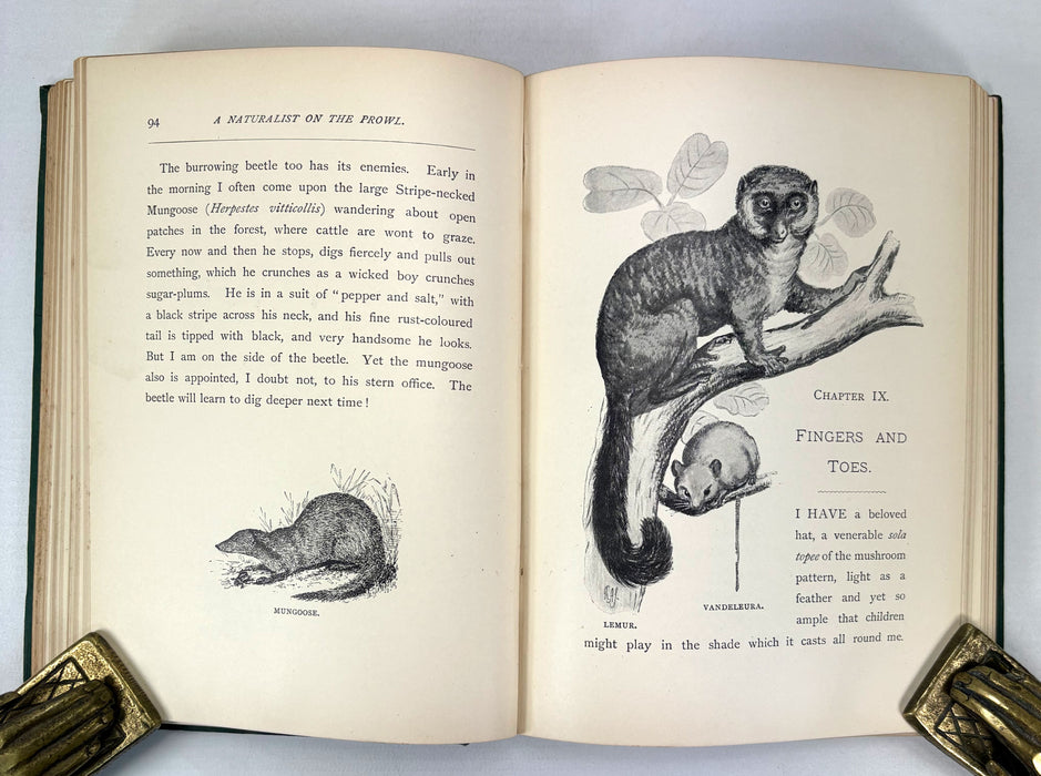 A Naturalist on the Prowl or In the Jungle, by EHA, 1897