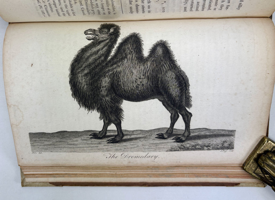 Animal Biography or Popular Zoology, comprising Authentic Anecdotes of the Economy, Habits of Life, Instincts, and Sagacity, of the Animal Creation, Rev. W. Bingley, 1813