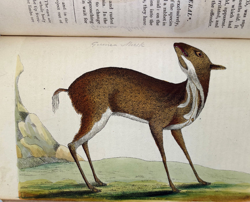 Animal Biography or Popular Zoology, comprising Authentic Anecdotes of the Economy, Habits of Life, Instincts, and Sagacity, of the Animal Creation, Rev. W. Bingley, 1813