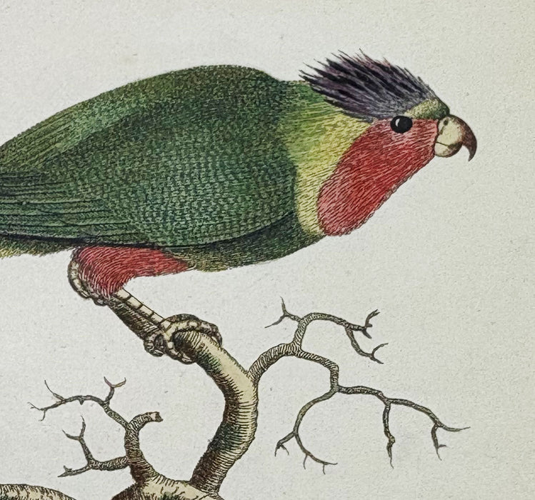 Animal Biography or Popular Zoology, comprising Authentic Anecdotes of the Economy, Habits of Life, Instincts, and Sagacity, of the Animal Creation, Rev. W. Bingley, 1813
