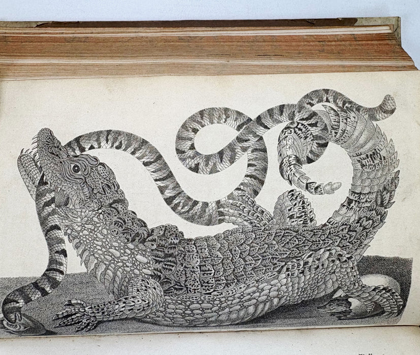 Animal Biography or Popular Zoology, comprising Authentic Anecdotes of the Economy, Habits of Life, Instincts, and Sagacity, of the Animal Creation, Rev. W. Bingley, 1813