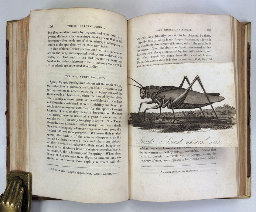 Animal Biography or Popular Zoology, comprising Authentic Anecdotes of the Economy, Habits of Life, Instincts, and Sagacity, of the Animal Creation, Rev. W. Bingley, 1813