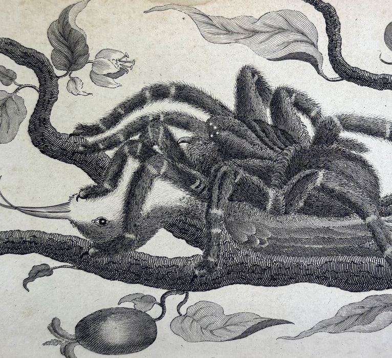 Animal Biography or Popular Zoology, comprising Authentic Anecdotes of the Economy, Habits of Life, Instincts, and Sagacity, of the Animal Creation, Rev. W. Bingley, 1813
