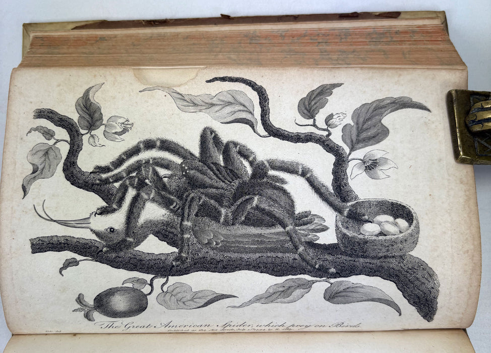 Animal Biography or Popular Zoology, comprising Authentic Anecdotes of the Economy, Habits of Life, Instincts, and Sagacity, of the Animal Creation, Rev. W. Bingley, 1813