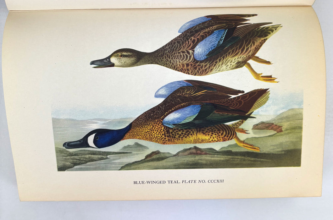 Audubon by Constance Rourke, With 12 colored plates from original Audubon prints, 1936 first edition