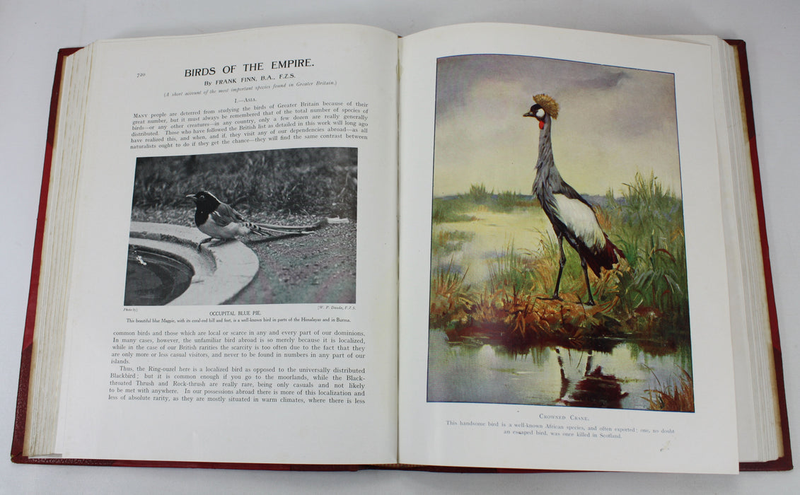 Birds of Our Country, Frank Finn & E. Kay Robinson, 2 Volume Set