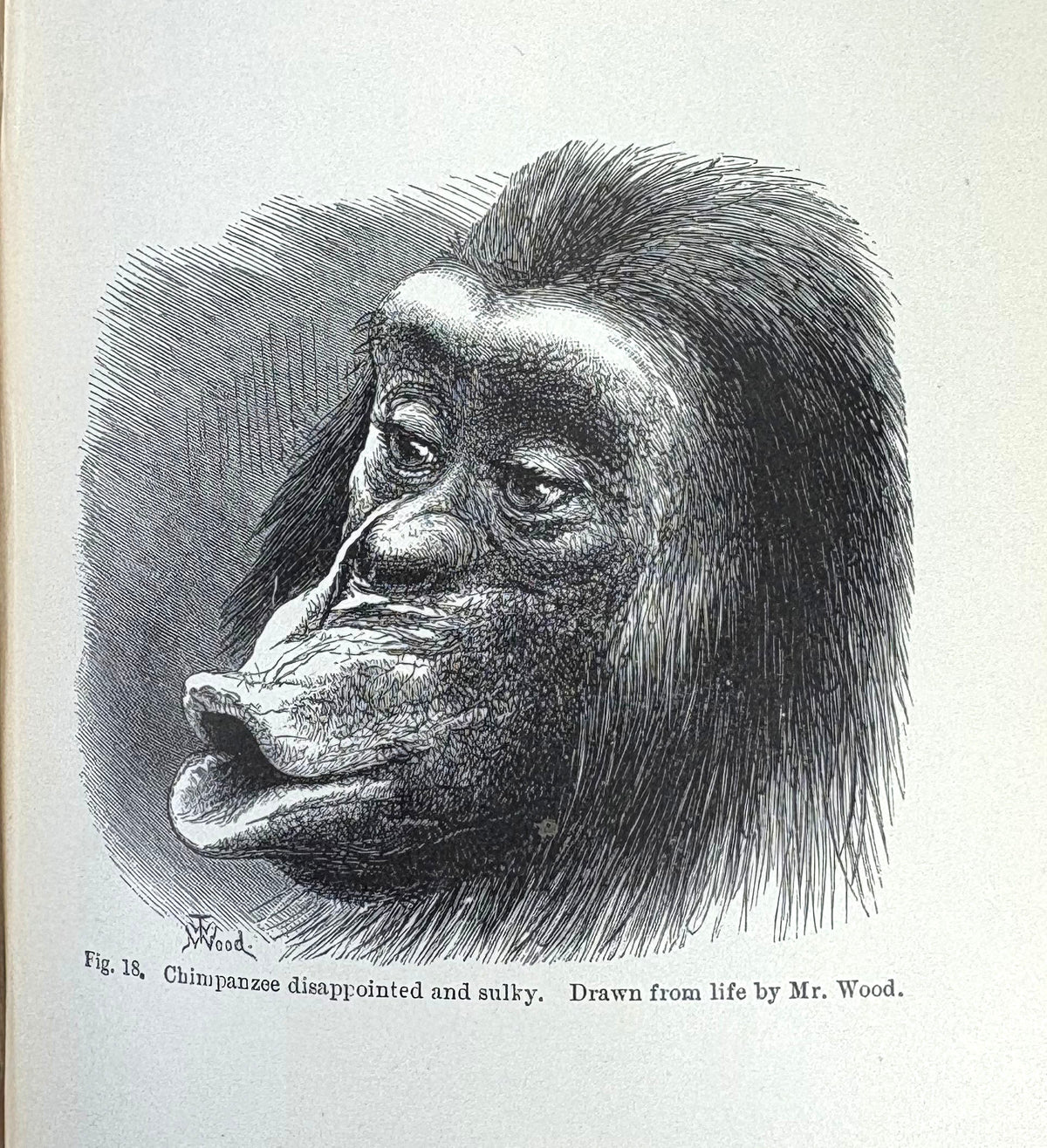 Charles Darwin; The Expression of the Emotions in Man and Animals, Joh ...