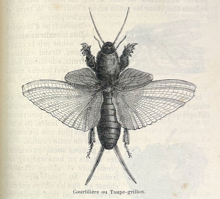 Éléments Usuels des Sciences Physiques et Naturelles. Cours supérieur. Livre de l'élève. Par Le Dr. Saffray, 1884