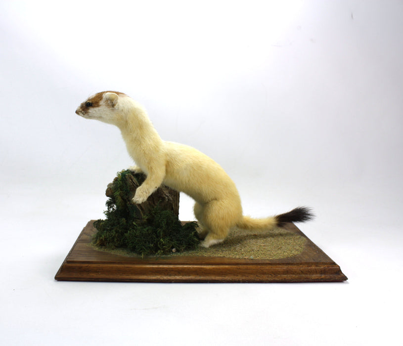 Ermine Stoat on Wood & Moss Plinth, Taxidermy Specimen