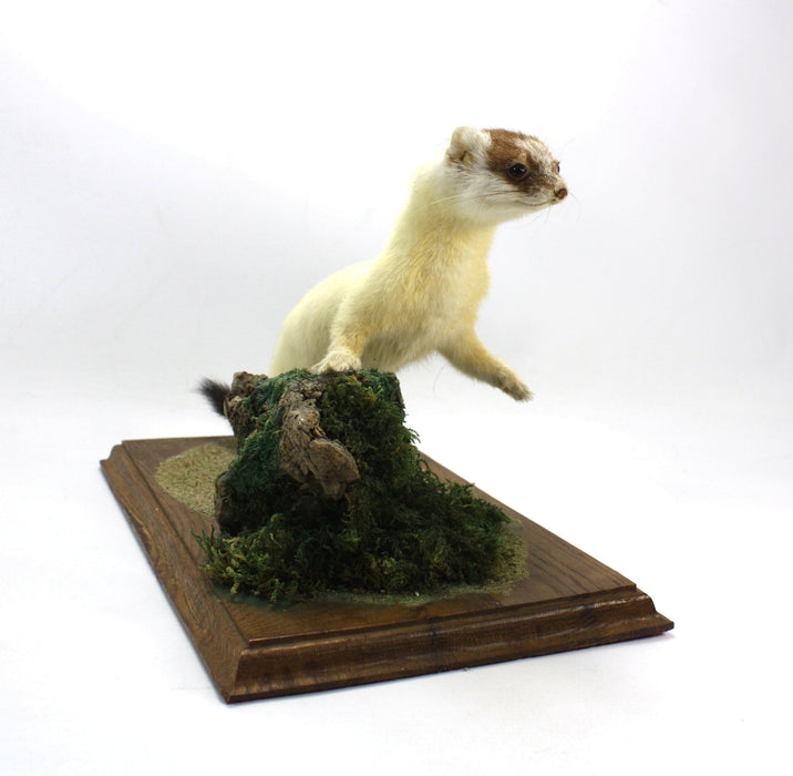 Ermine Stoat on Wood & Moss Plinth, Taxidermy Specimen