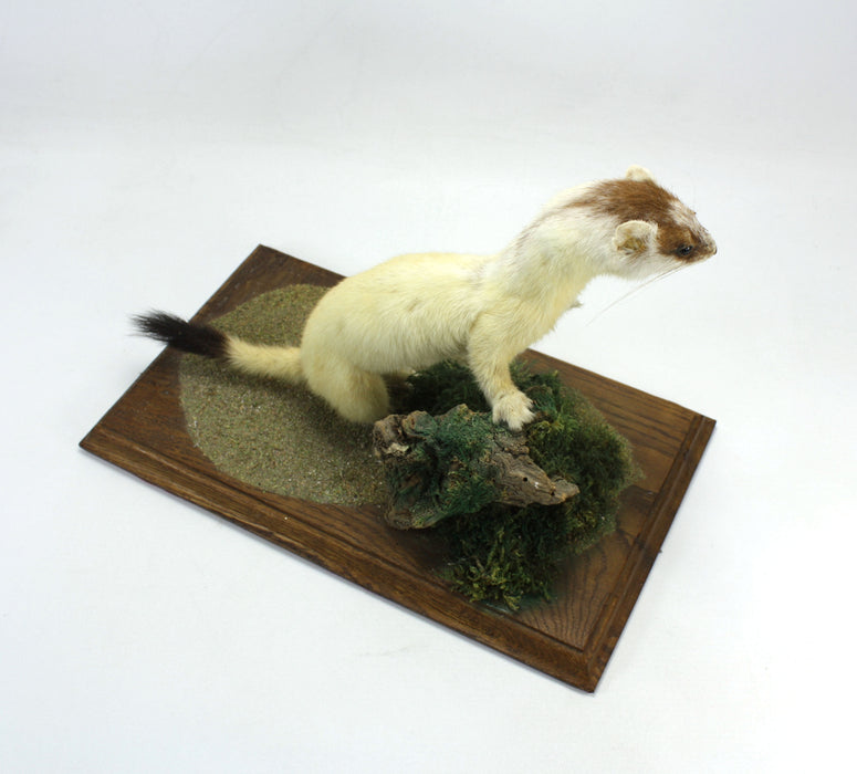 Ermine Stoat on Wood & Moss Plinth, Taxidermy Specimen