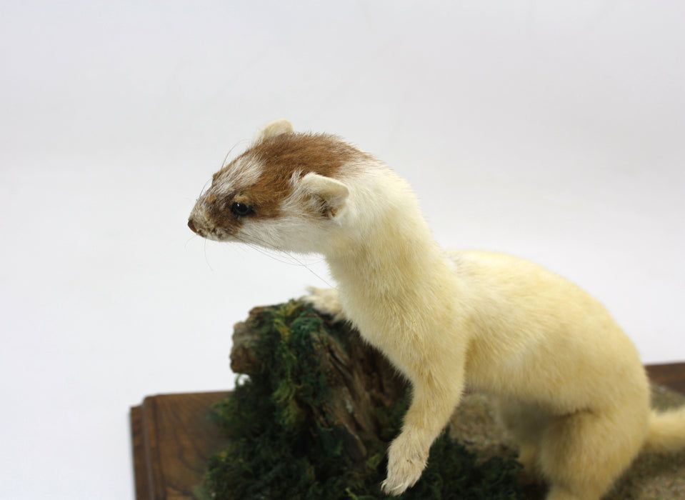 Ermine Stoat on Wood & Moss Plinth, Taxidermy Specimen