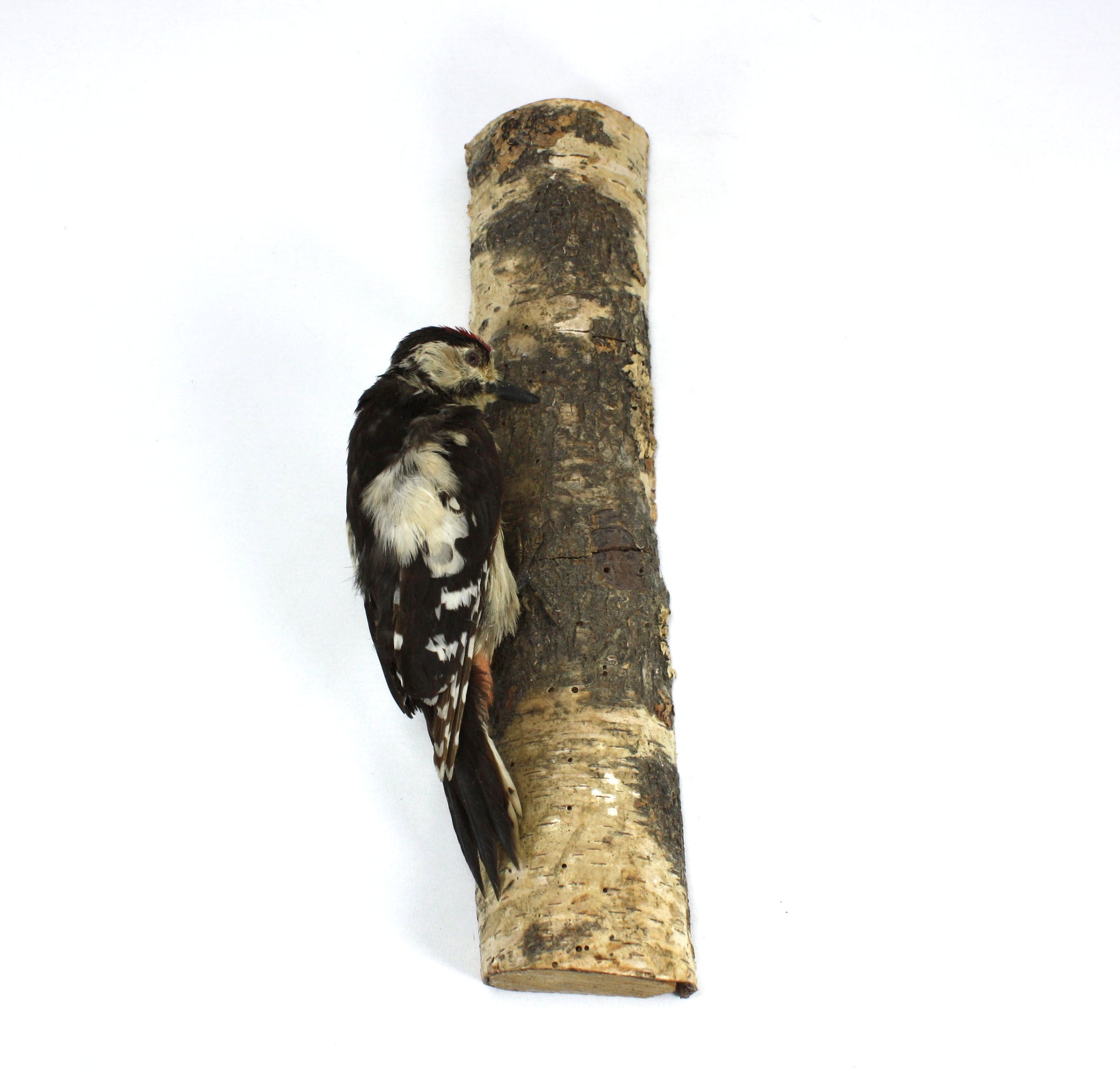 Lesser Spotted Woodpecker Taxidermy Bird Specimen on Silver Birch ...