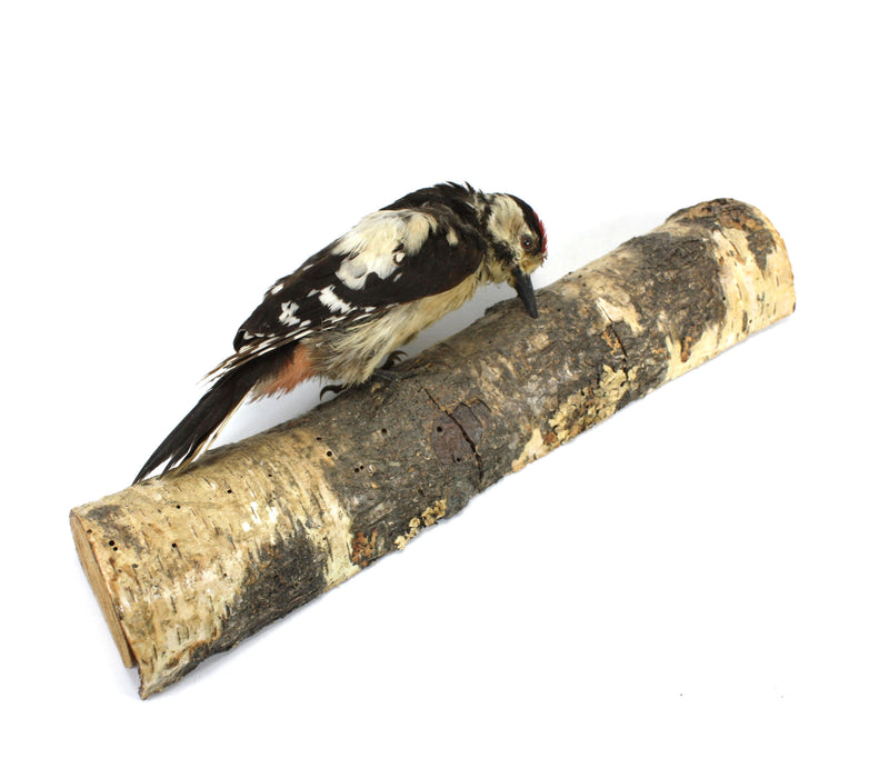 Lesser Spotted Woodpecker Taxidermy Bird Specimen on Silver Birch