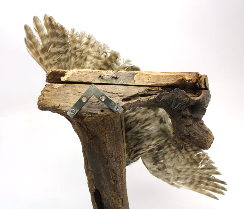 Little Owl Taxidermy Bird Specimen with wall mount fitting